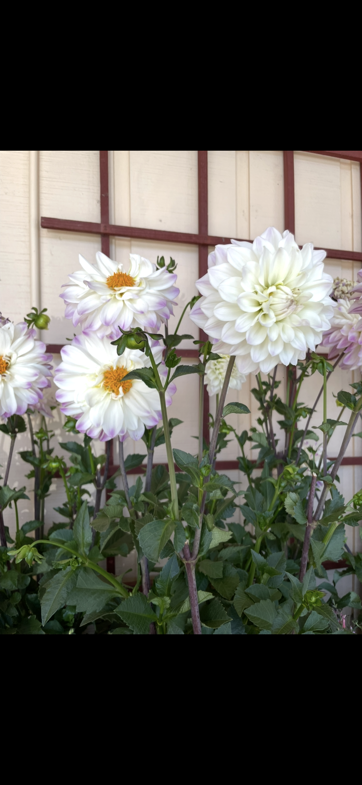 Beautiful plant cared for by Northbay Plant Sitter