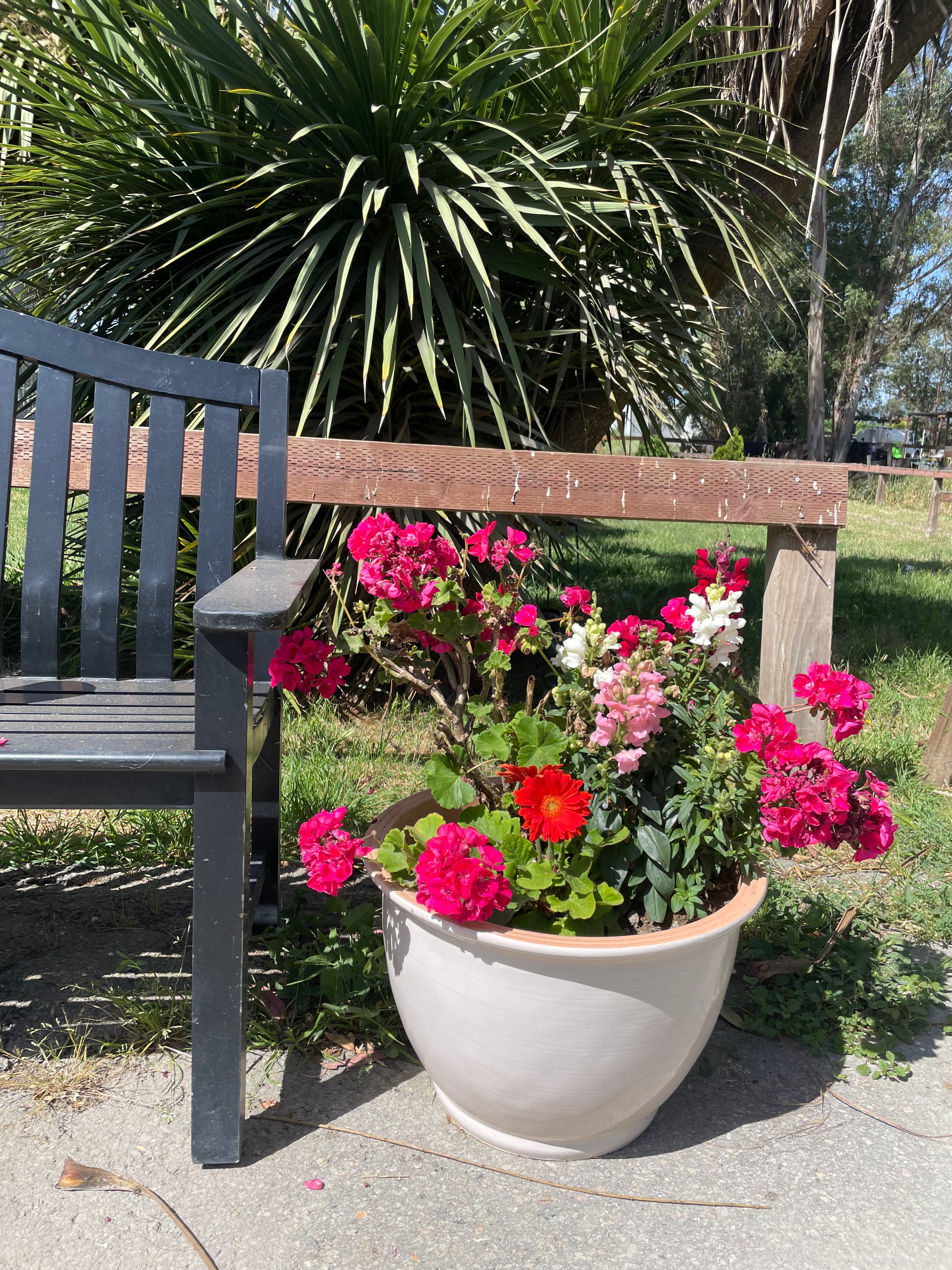 Beautiful plant cared for by Northbay Plant Sitter