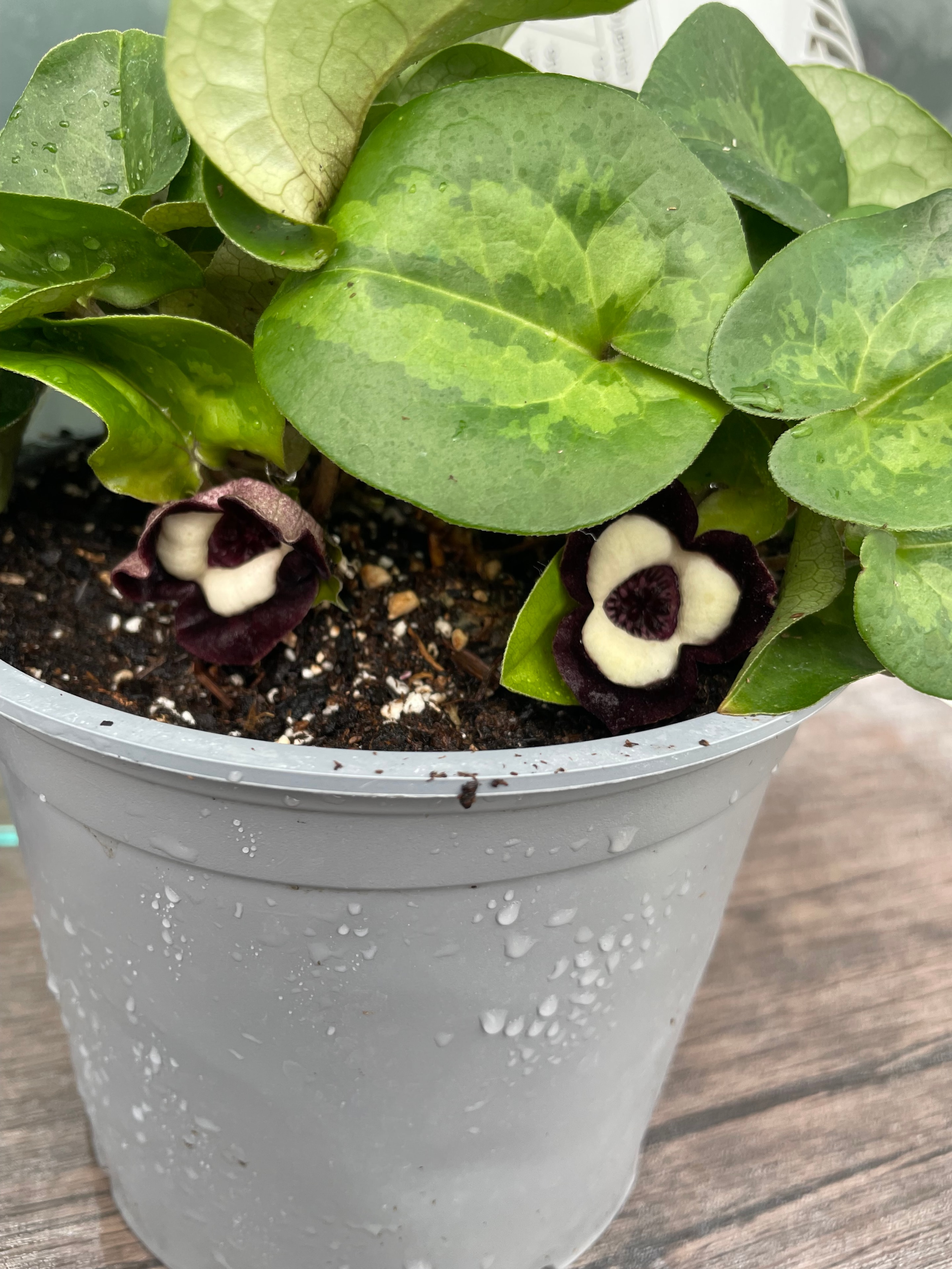 Beautiful plant cared for by Northbay Plant Sitter