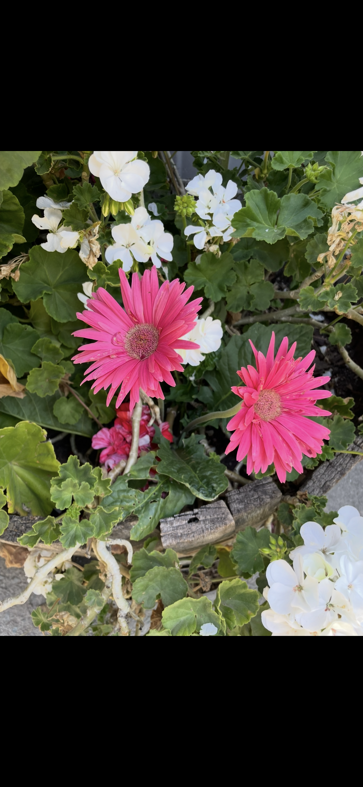 Beautiful plant cared for by Northbay Plant Sitter