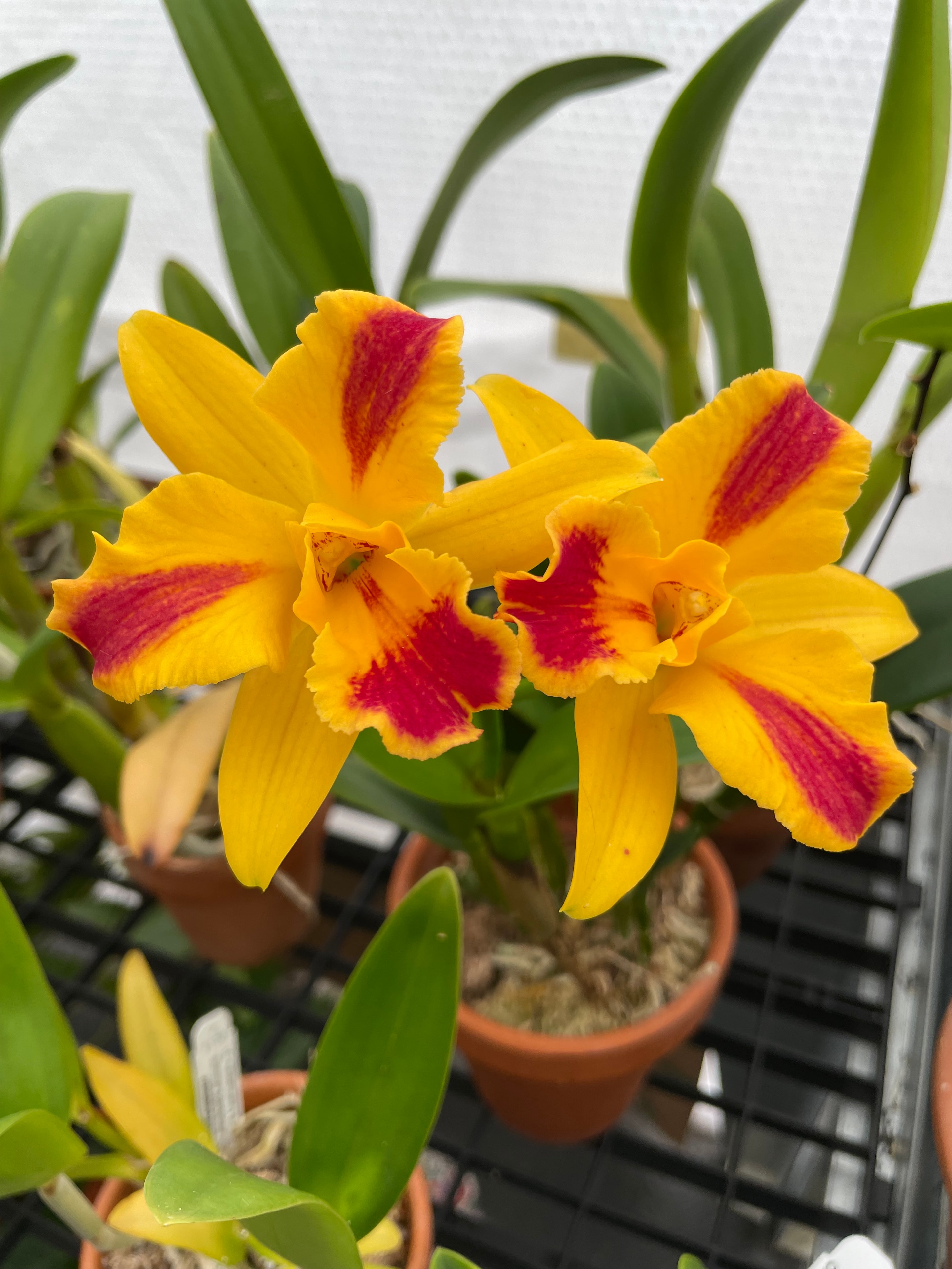 Beautiful plant cared for by Northbay Plant Sitter